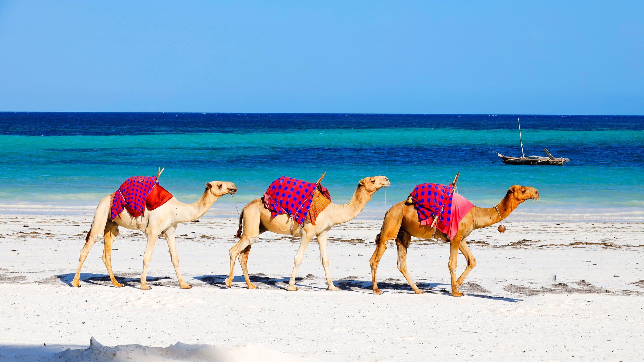 camels-diani